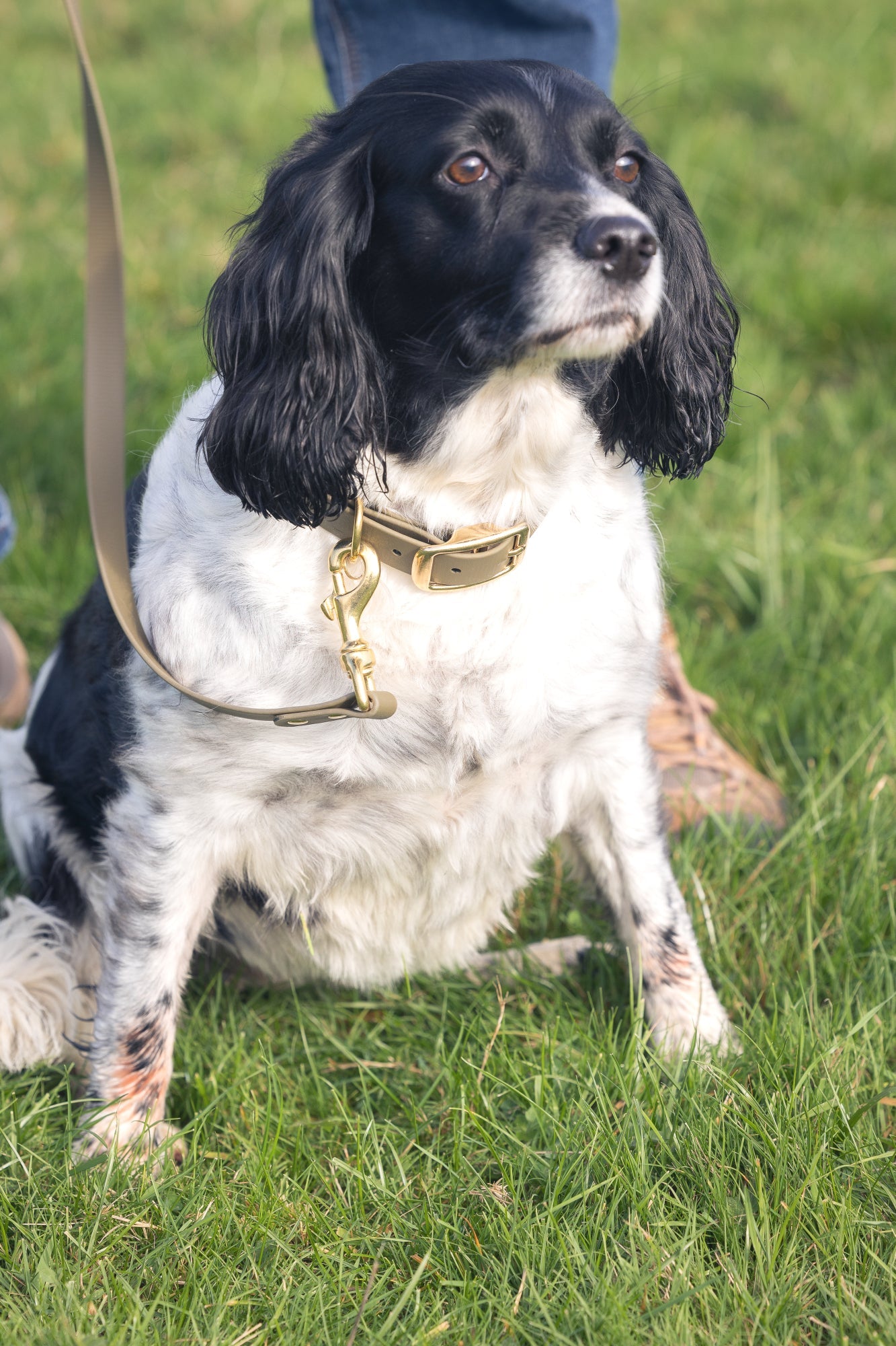 Olive BioThane® Dog Collar