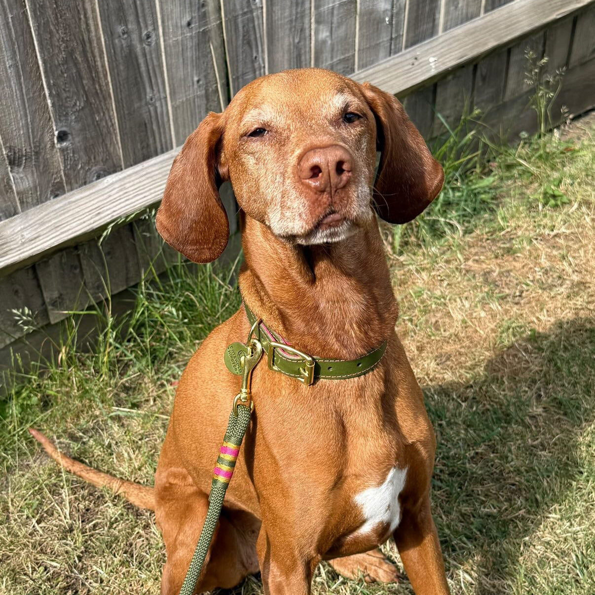 Leather and felt dog collar - Olive and raspberry